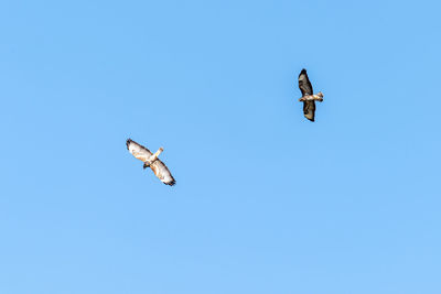 Low angle view of seagulls flying in sky