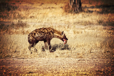 Side view of elephant on field