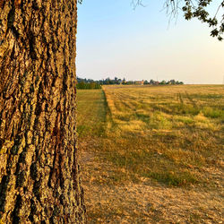 Scenic view of field against sky