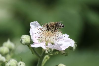 Close-up of bee pollinating on flower