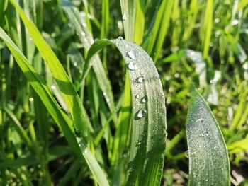 Close-up of wet plant during rainy season