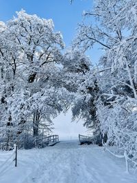 Trees on snow covered field