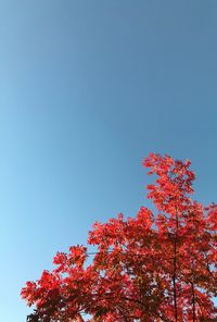Low angle view of tree against clear blue sky
