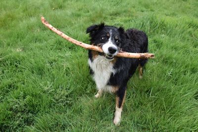 Portrait of border collie dog with a large stick in her mouth