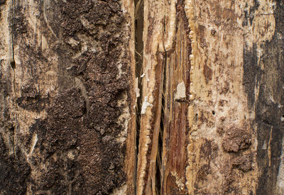 Close-up of tree