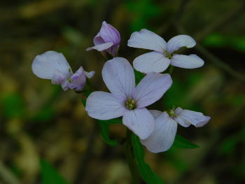 Close-up of purple flowering plant