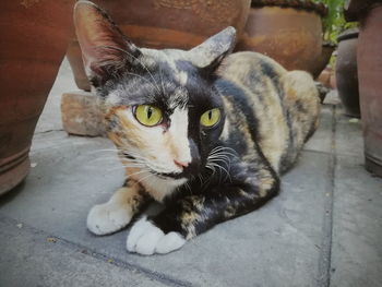 Portrait of cat relaxing outdoors
