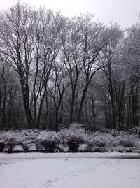Bare trees in forest
