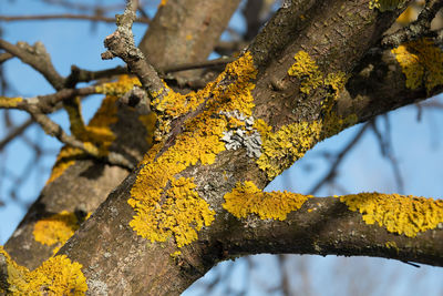 Close-up of lichen on tree trunk