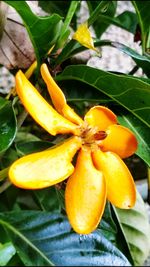 Close up of yellow flower