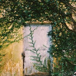 Ivy growing on tree