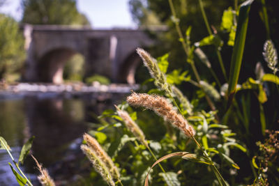 Close-up of plants against blurred background