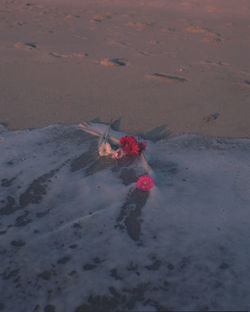 High angle view of person on beach