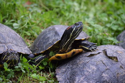 High angle view of tortoise on grass