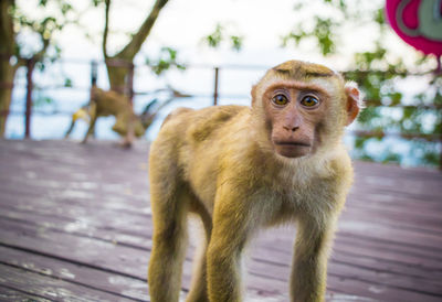 The macaque monkeys of monkey hill, phuket.