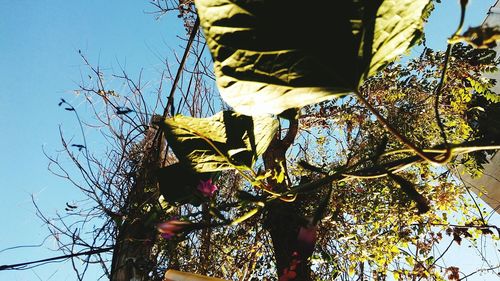 Low angle view of yellow tree against clear sky