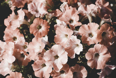 Close-up of pink flowers on tree