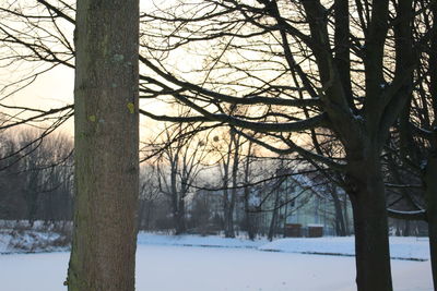 Bare trees on snow covered landscape