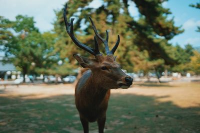 Deer in a field