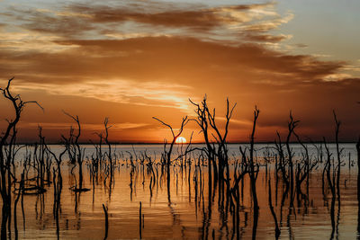 Silhouette plants by sea against romantic sky at sunset