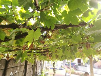 Leaves growing on tree against sky