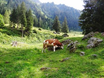 Horses grazing in a field