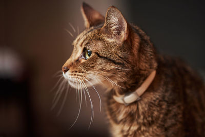 Close-up of a cat looking away