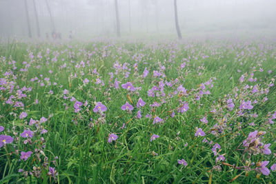 Purple flowering plants on field