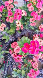 Pink flowers blooming outdoors