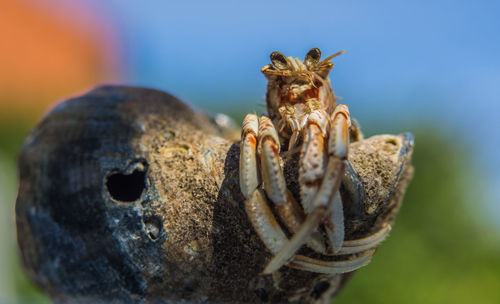 Close-up of a bird