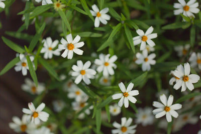 Close-up of white flowers blooming outdoors