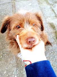 Portrait of dog standing outdoors