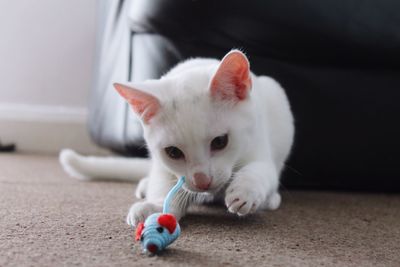 Close-up of kitten playing with toy