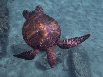 High angle view of turtle swimming in sea