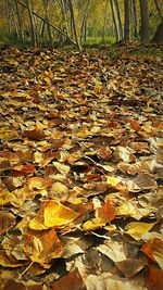 Fallen leaves on tree trunk