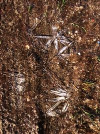 Full frame shot of trees growing on field