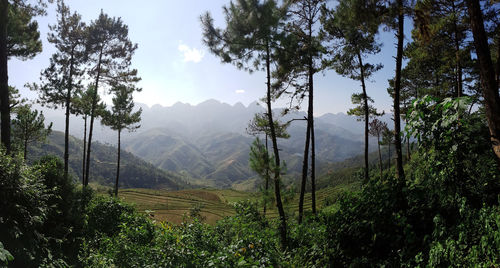 Plants growing on land against sky