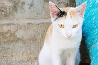 Close-up portrait of a cat