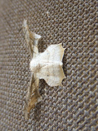 High angle view of a turtle