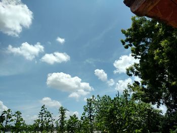 Low angle view of trees against sky