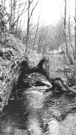 River passing through forest