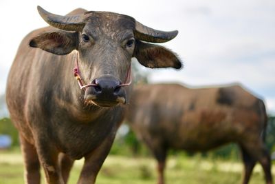Close-up portrait of horse