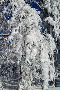 Snow covered trees on landscape