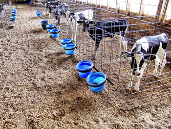 High angle view of dog