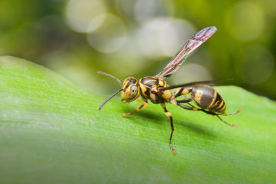 Close-up of insect on leaf