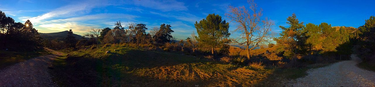 tree, tranquility, tranquil scene, scenics, beauty in nature, sky, nature, blue, road, water, landscape, the way forward, sunlight, growth, non-urban scene, idyllic, outdoors, no people, shadow, grass