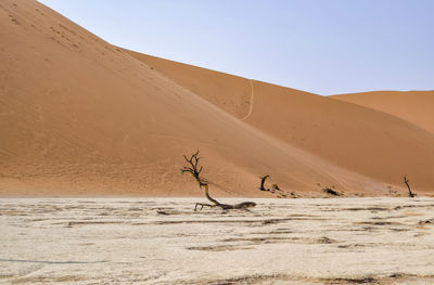 View of a desert