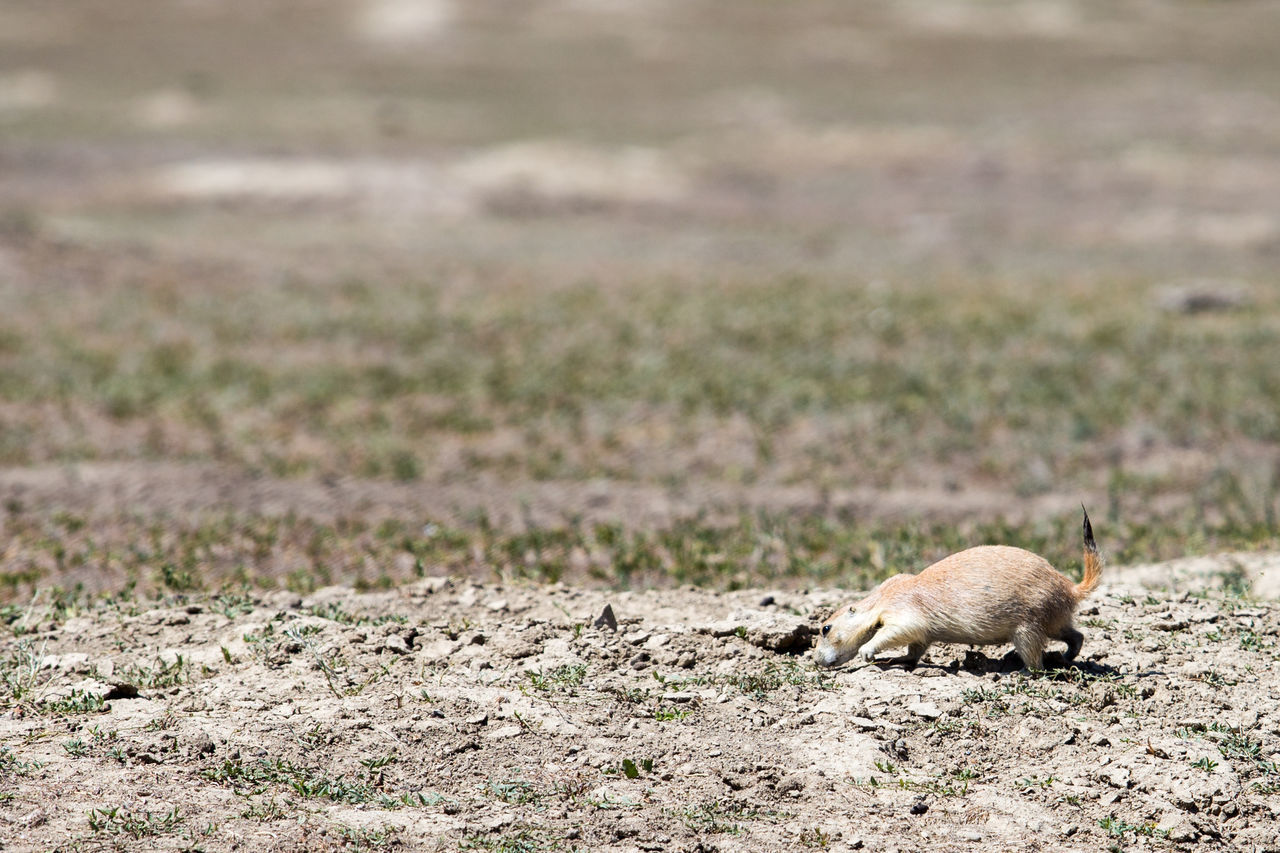 SHEEP ON FIELD