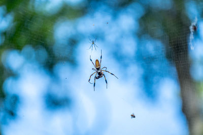 Close-up of spider on web