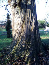 View of tree trunk in field